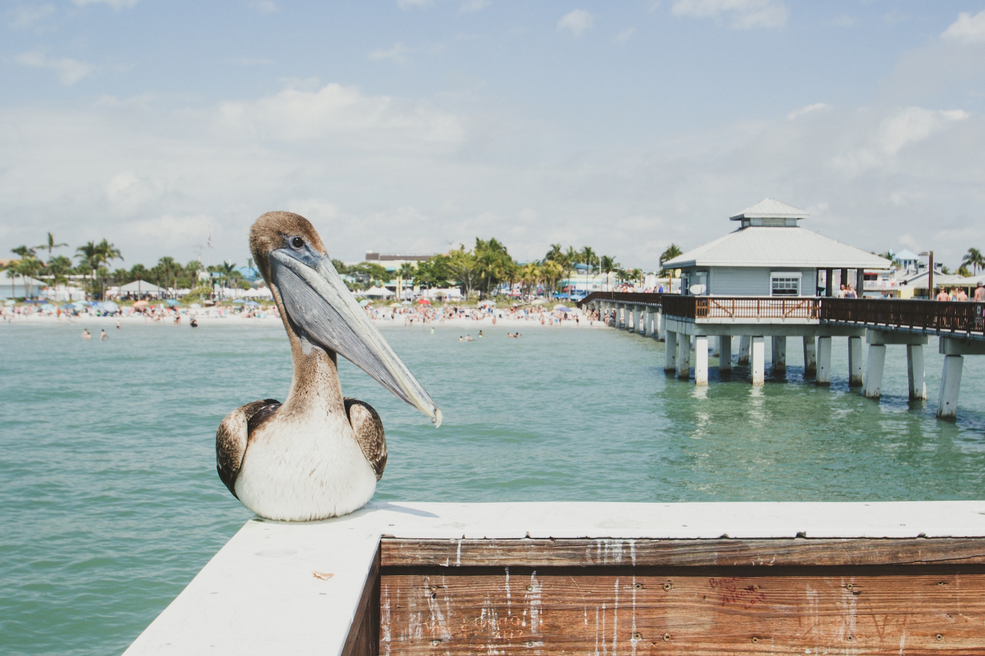 pelican on the edge of a ledge with water in background and pier