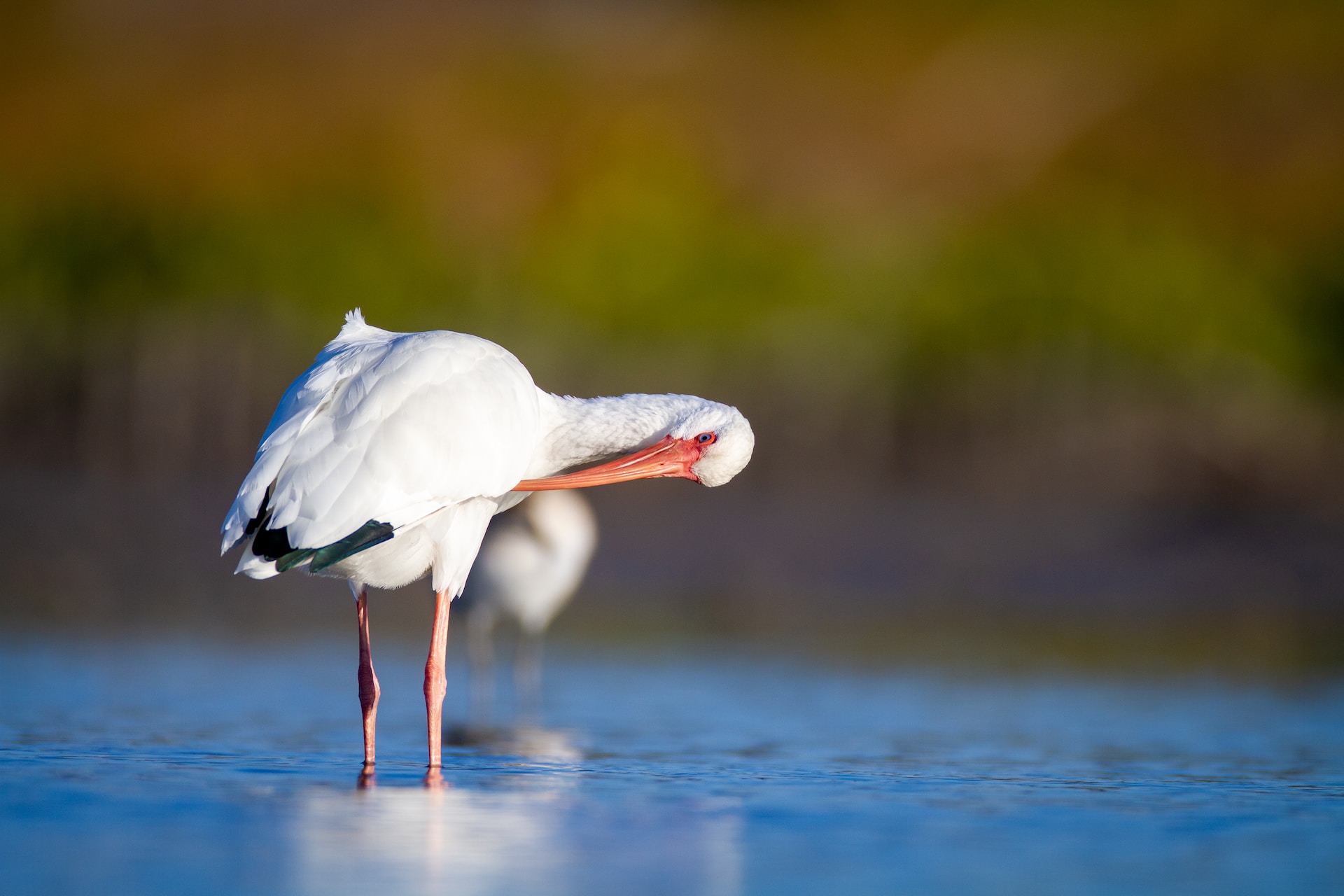 bird in water