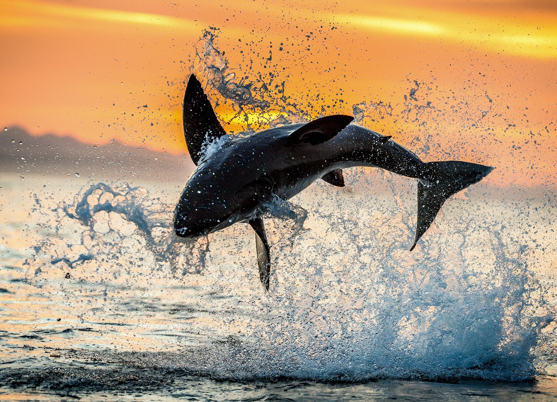 dolphin jumping in the florida coast water